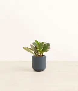 Peperomia Ginny Tricolor