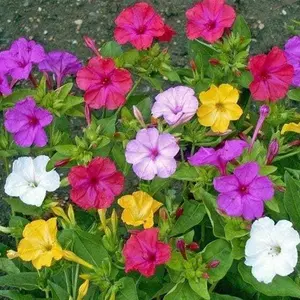 Watch Them Bloom at Twilight – 100Pcs Four O’Clock Seeds, Fragrant & Colorful