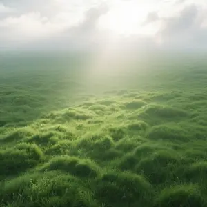 2000Pcs All-Season Grass Seed – Heat-Resistant & Cold-Hardy, Ideal for U.S. Home Gardens