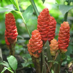 Ginger Shampoo Plants Rhizomes Hawaiian Shampoo Ginger Bulbs Bitter Ginger Plant Roots Awapuhi Plants for Garden Pinecone Ginger 6 Live Rhizomes