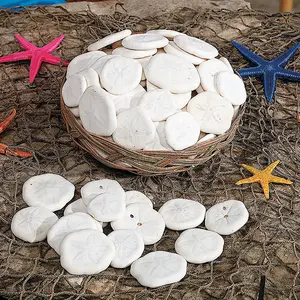 Genuine Sand Dollars with Basket