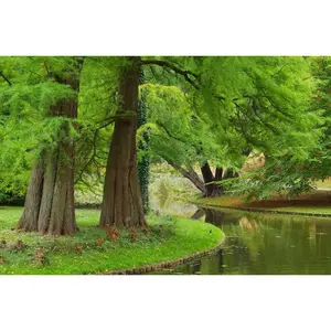 Dawn Redwood Tree Seeds 100 Seeds