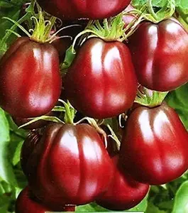 Seeds Vegetable Black Truffle Tomato - 50 Seeds  for Successful Growth
