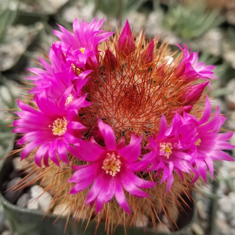 mammillaria sphaerica - TikTok Shop