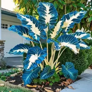 800pcs Hosta seeds - Shade-loving perennial foliage plant with vibrant color - Non-GMO heirloom seeds that are easy to grow and low maintenance - Perfect for garden landscaping, borders, walkways, patios, containers, and elegant year-round decoration