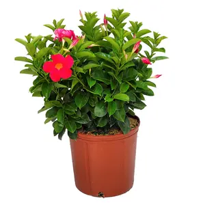 Coral Dipladenia Bush (3 Gallon)