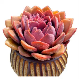 Graptoveria ‘Debbie’ Variegated Live Succulent – Colorful Aesthetic Plant | Bare Root, Easy-Care Plant Gift for Home & Holiday Decor