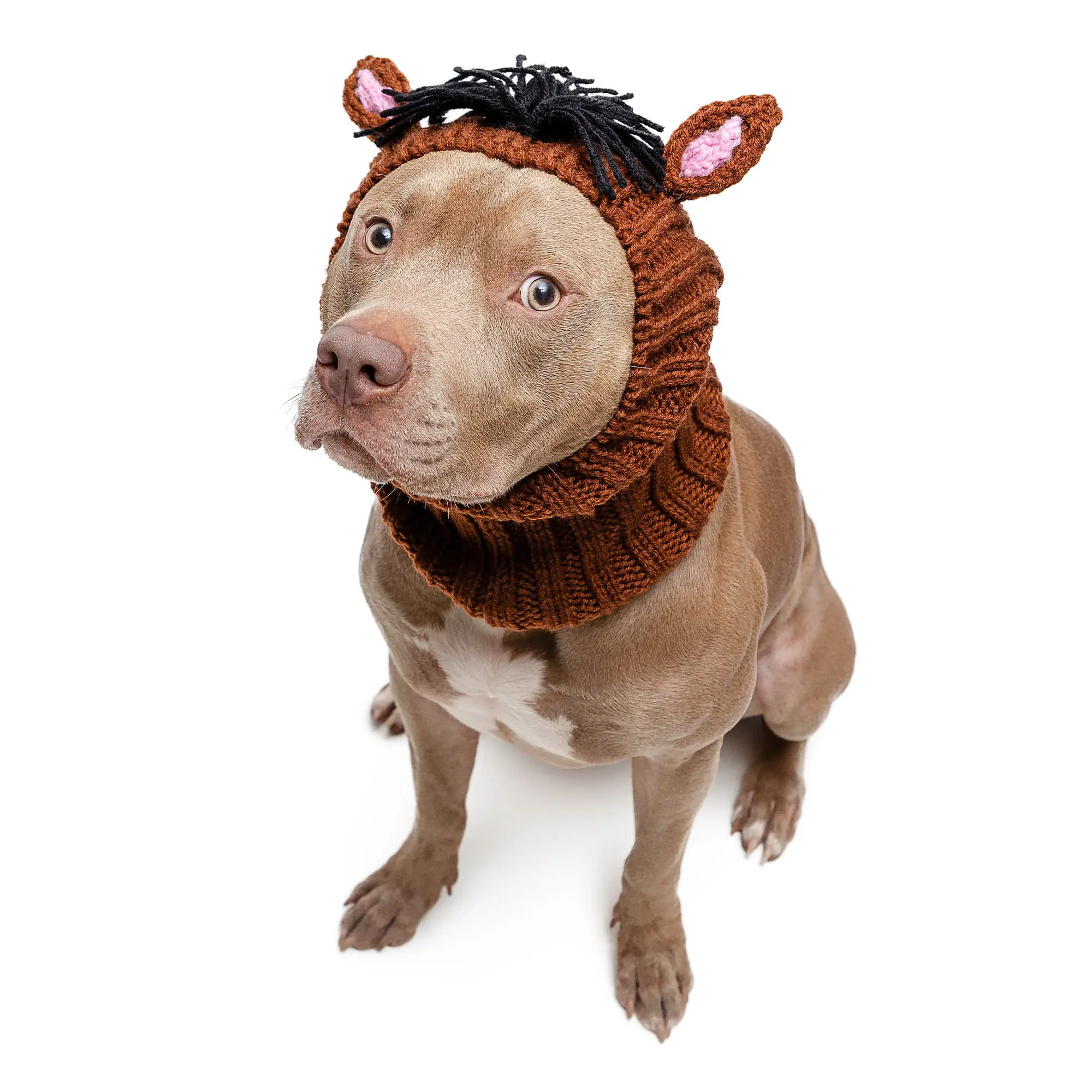 Horse Zoo Snood
