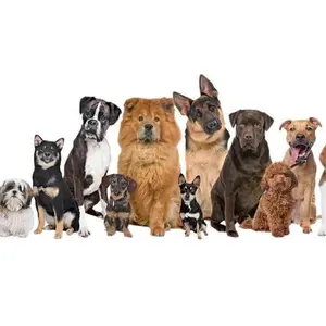 Dog Lovers Stationery Bundle