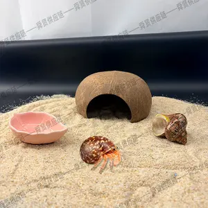 Hermit Crab Habitat Set: Replacement Shell + Coconut Hideout + Leaf Water Bowl| Reptile Terrarium Decor（Acrylic case not included）