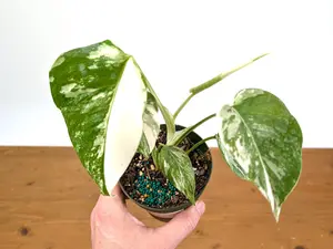 Monstera Albo Borsigniana - 4 Inch Pots