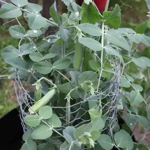 Pea Seeds - Snap - Sugar Daddy