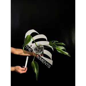 Monstera Burle Marx Flame