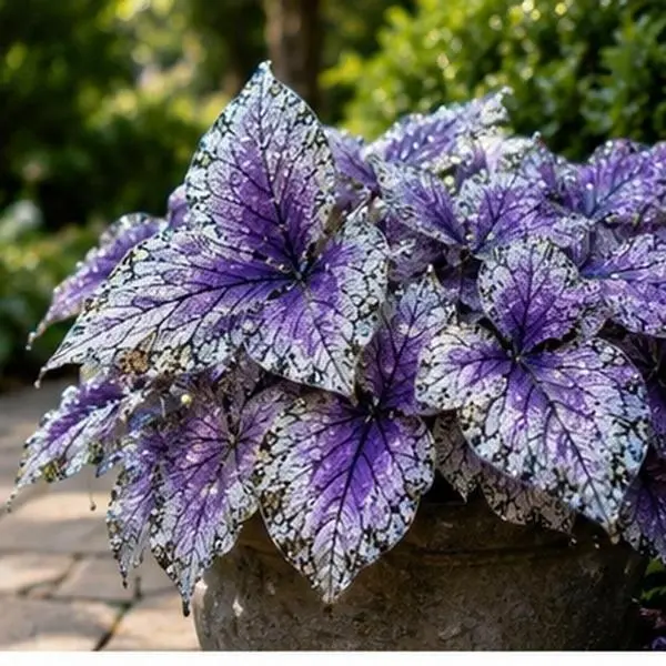 Butterfly Leaf Hosta 800 Seeds, Decorative Perennial Foliage Plant for Shade Gardens, Walkways, Backyard Borders & Landscaping