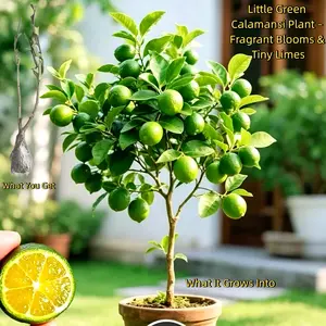 Lime tree seedling — Bare Root, Ready for Container or Ground Planting. Compact Size Makes It a Great Fit for Balconies, Patios, or Small Backyards. Live Plant Perennial Gardens Sapling Non-GMO Fruit Fast-Growing Hardy