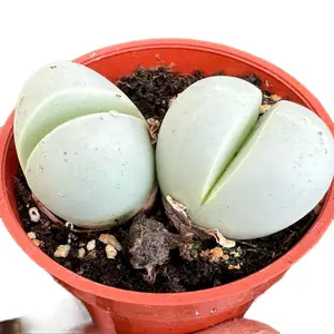 Argyroderma Delaetii Succulent 1.25 inch pot plant