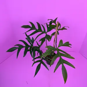 Philodendron Quercifolium 4” | Oak Leaf Philodendron | Rare Plant