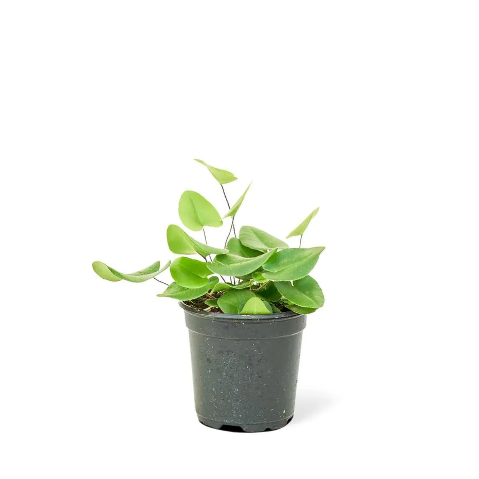 Heartleaf Fern, Small