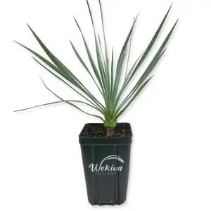 Silver Yucca - Live Plant in a 4 Inch Growers Pot - Starter Plant - Yucca Rostrata - Extremely Rare Outdoor Ornamental Slow Growing Evergreen Tree