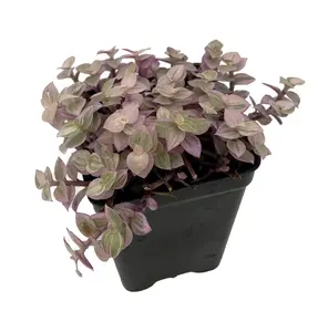Pink Panther Bolivian Jewel - Callisia repens - 2" Pot