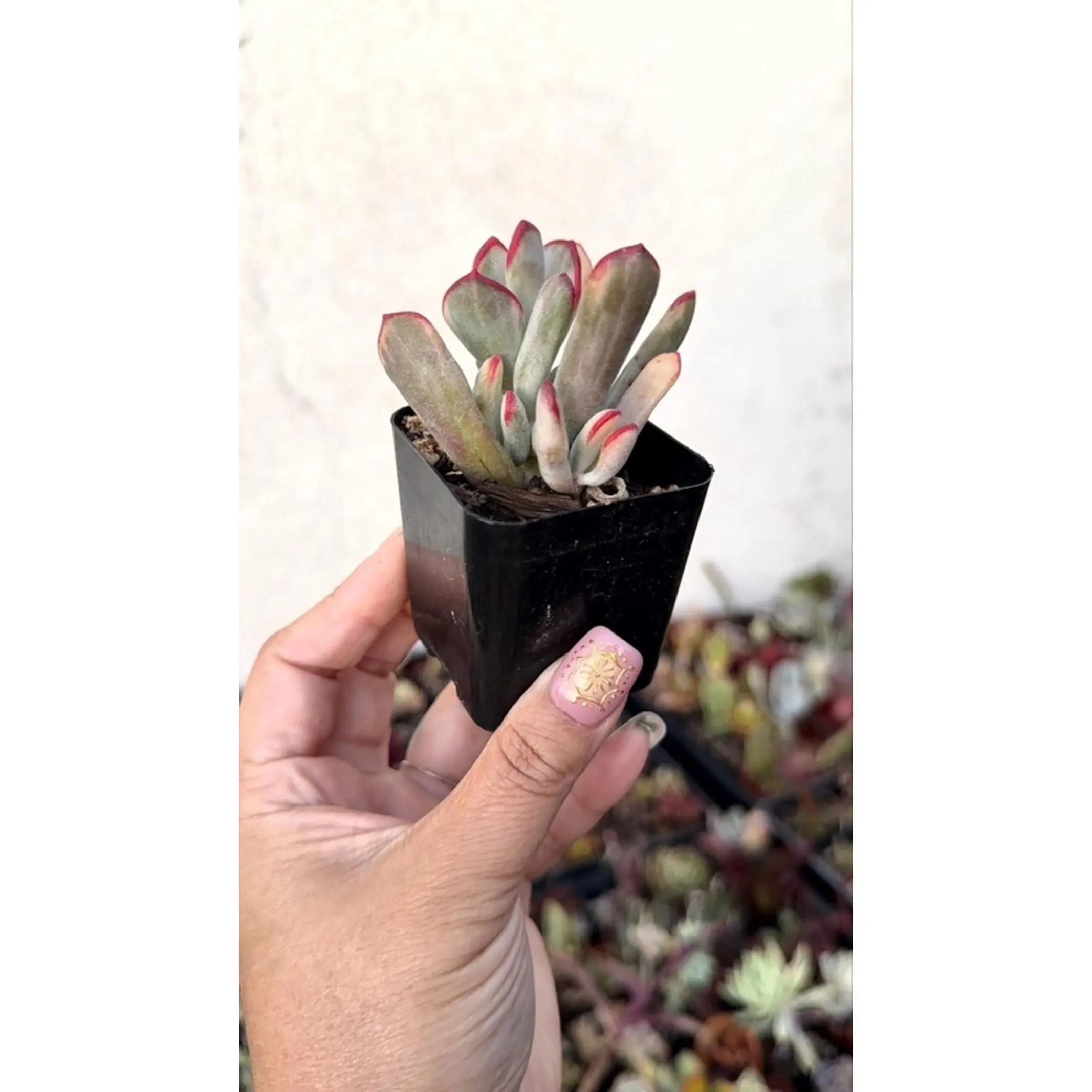 Cotyledon Orbiculata Variegated Succulent Plant with Unique Leaf Patterns and Vibrant Colors