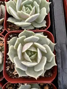 Live Echeveria Lola | Lola Succulent | Mexican Hens and Chicks