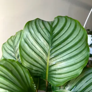 Prayer Plant Calathea Orbifolia 6” – Pet Friendly Indoor Houseplant, Silver Stripe Tropical Decor
