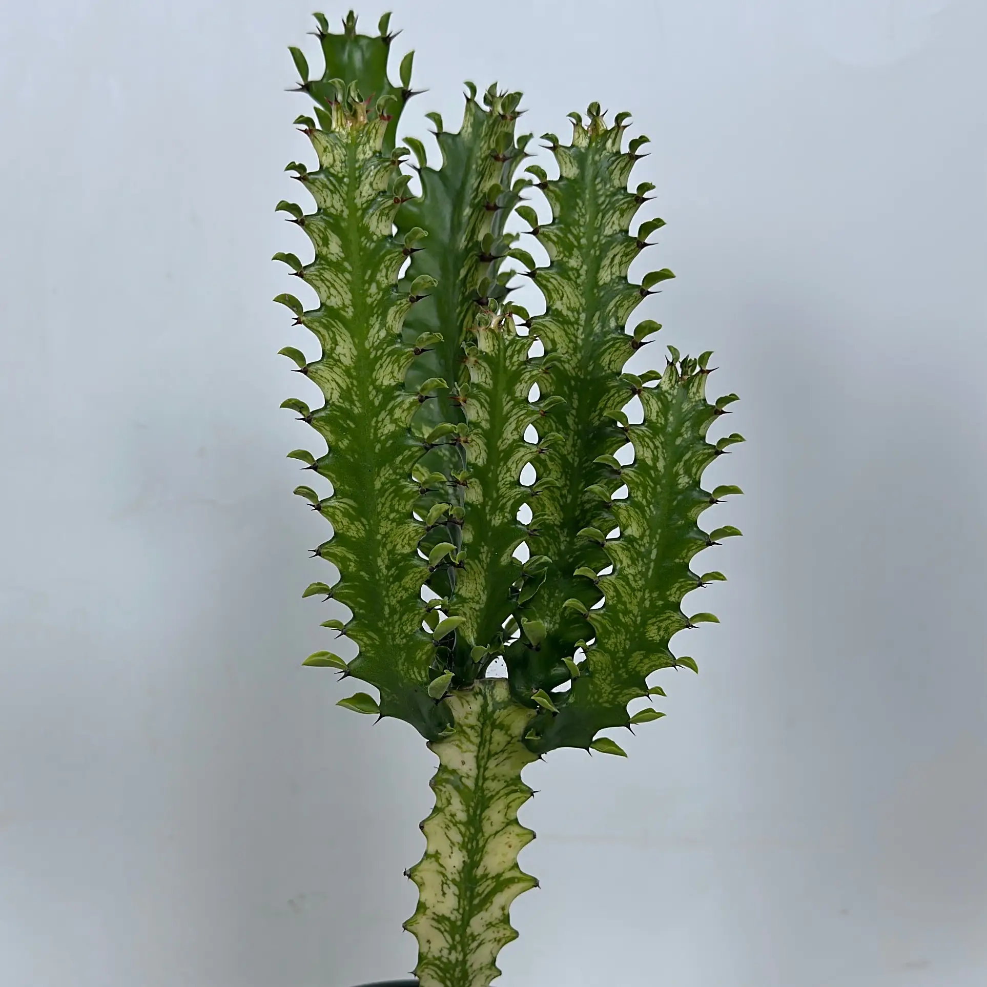 Variegated Euphorbia Trigona 4" pot Plant - African Milktree - Drought-Tolerant and Low-Maintenance