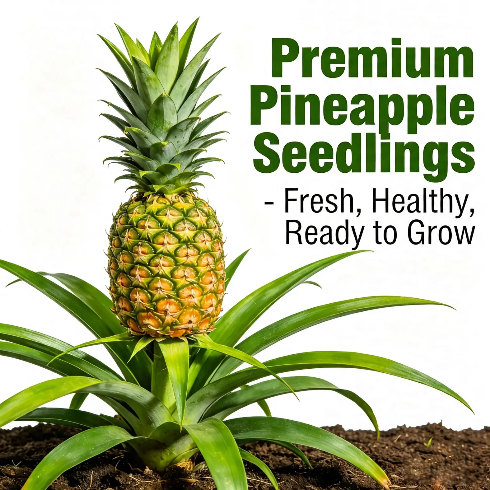 Live Pineapple Plant Seedling For Balcony Potted & Backyard In-Ground Planting, Easy Grow Tropical Edible Fruit Plant