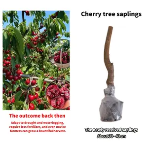 High-Quality Sweet Cherry Sapling (Prunus avium), Live Grafted Cherry Tree Seedling for Home Garden Backyard Patio Container Planting, Hardy Fruit Tree