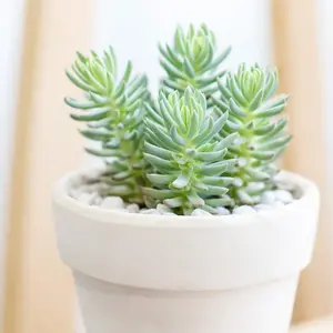 Sedum rupestre 'Silver'