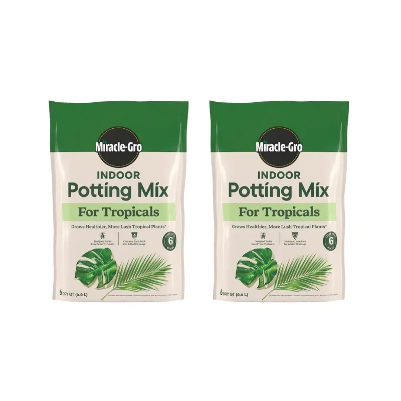 care of jade and angel pothos Buy Pearls and Jade Pothos Online