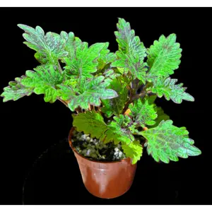 Coleus ‘Kingwood Karnival’ – A Riot of Regal Color | Curio Plants