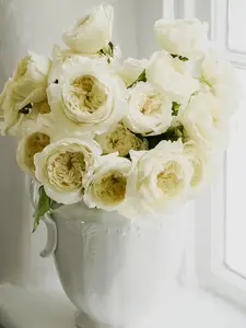 White Garden Rose Bouquet (12 Stems)