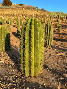 Argentine Saguaro - Echinopsis terscheckii or Trichocereus terscheckii
