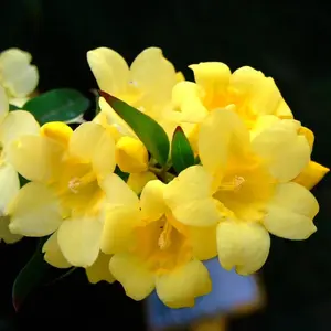 Yellow Jasmine Plant Live 4 to 6 Inches Climbing Flower for Indoor Decor All Seasons Versatile Growth