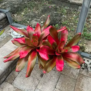 bromeliad plant