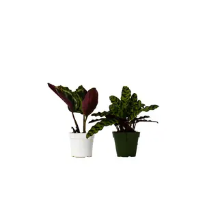 2 Calathea Plants Variety Pack in 4" Pots live  plants