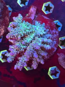 WYSIWYG Acropora