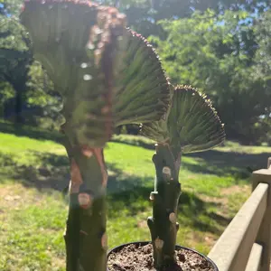 Variegated Green Euphorbia Lactea "Cristata" in 4" Pot ,Coral Cactus, Very Hard to Find Crested Cactus-live plant