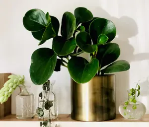 Peperomia Obtusifolia "Green" - 4" Pot