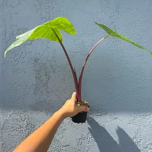 4” Alocasia ‘Imperial Red’ - live plant - indoor plant