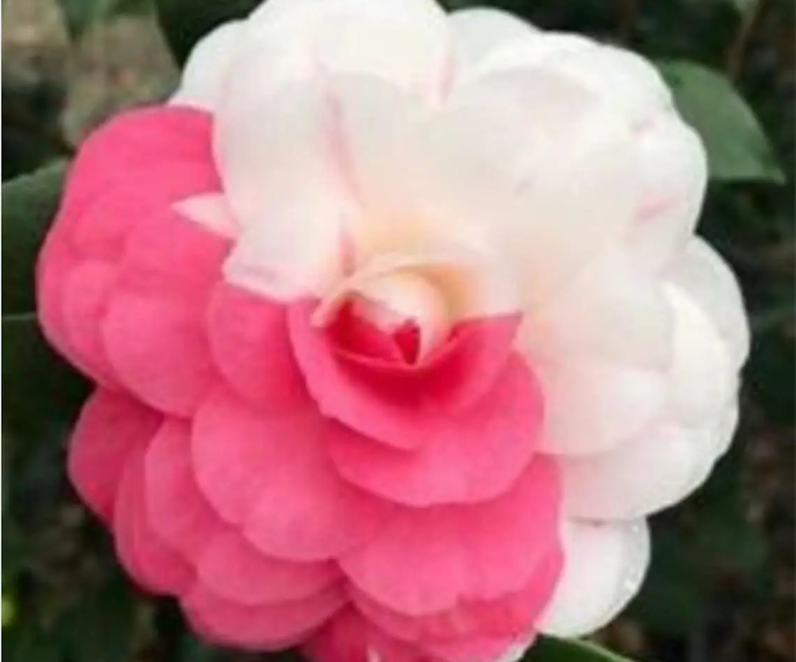 APRIL DAWN-Bicolor Bloom Camellia Japonica-well rooted april dawn Camellia Japonica -Live Starter Plant- ship in pot 3" to 4" tall
