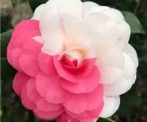 APRIL DAWN-Bicolor Bloom Camellia Japonica-well rooted april dawn Camellia Japonica -Live Starter Plant- ship in pot 3" to 4" tall