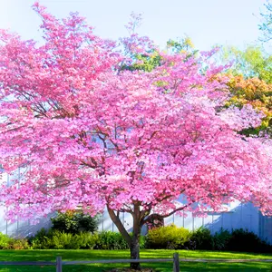 Pink Flowering Dogwood Tree Live Plant - 12-18'' Tall Seedling - Bare Root - Cornus Florida VAR. rubra - Set 2 Dormant Tree