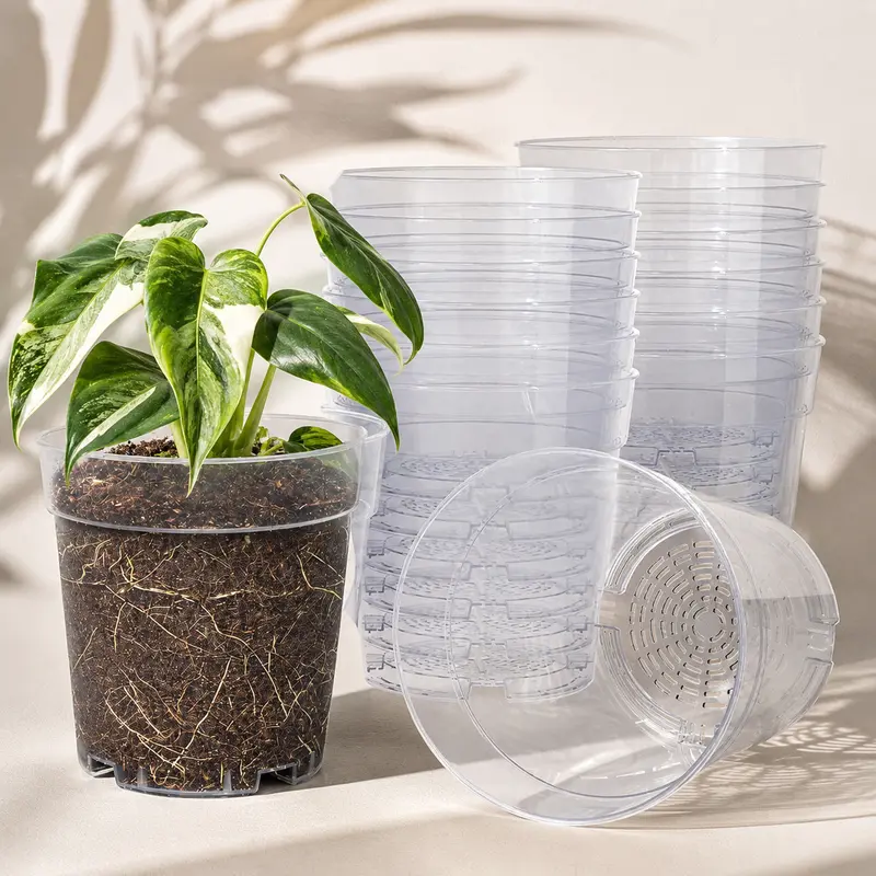 dracaena indoor plant Dracaena fragrans | Lisa
