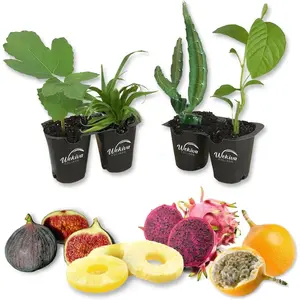 Tropical Fruit Variety Pack - 4 Live Exotic Starter Plants - One Each of Passion Fruit, Fig Tree, Dragon Fruit, and Pineapple - Starter Plants for Your Edible Garden