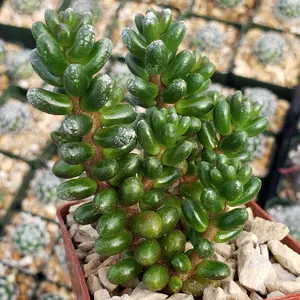 Sedum furfuraceum
