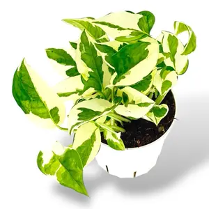 N’joy Pathos, 4inch Pot, Live Plant, Trailing