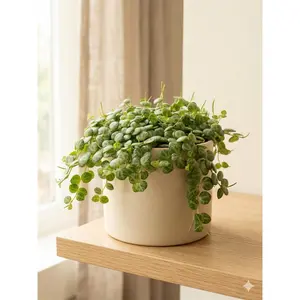 Peperomia Prostrata 'String of Turtles'